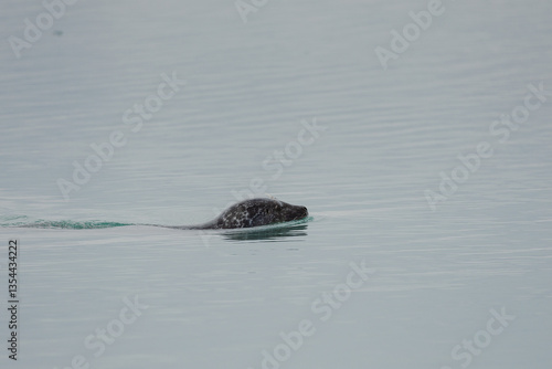 Obraz na płótnie Seals resting on Icelandic ice floes, surrounded by the pristine Arctic landscape. A peaceful wildlife scene in the cold northern waters. Perfect for nature, wildlife, and travel themes. w salonie