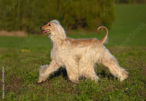 Obraz na płótnie Running gold Afghan Hound