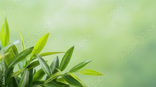 Lush green foliage with vibrant leaves creates a tranquil natural landscape perfect for PowerPoint presentations and copy space backgrounds offe high fidelity imagery for
