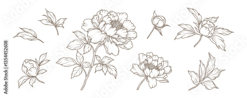 Hand drawn peony flowers and leaves in line art style. Collection of sketches of blooming floral plants. Vector vintage botanical illustration on white background