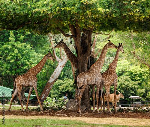 Photography giraffe on the nature