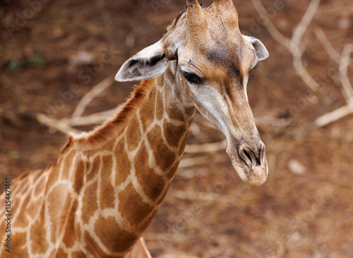 Photography giraffe on the nature