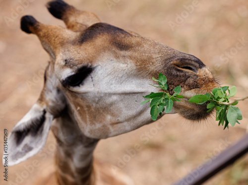 Canvas Print giraffe on the nature