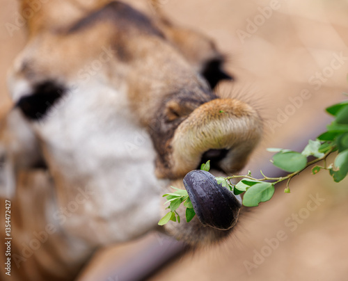 Photography giraffe on the nature