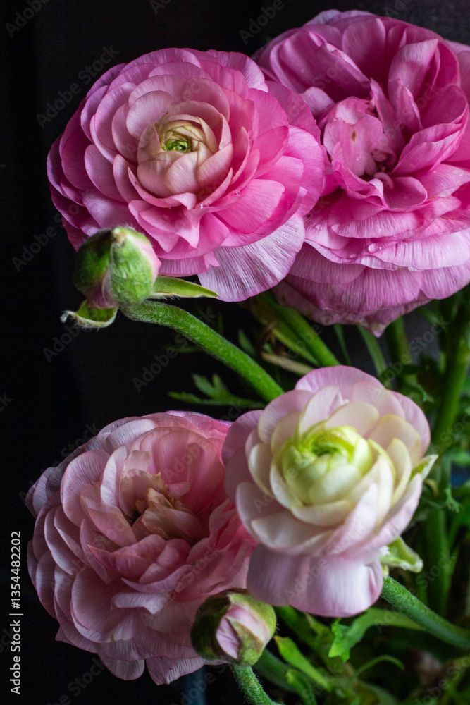 Delicate Ranunculus Petals with Water Droplets. A delicate pink ranunculus flower with dewdrops on its petals, accompanied by a partially opened bud. Delicate Ranunculus Petals with Water Droplets. A delicate pink ranunculus flower with dewdrops on its petals, accompanied by a partially opened bud.