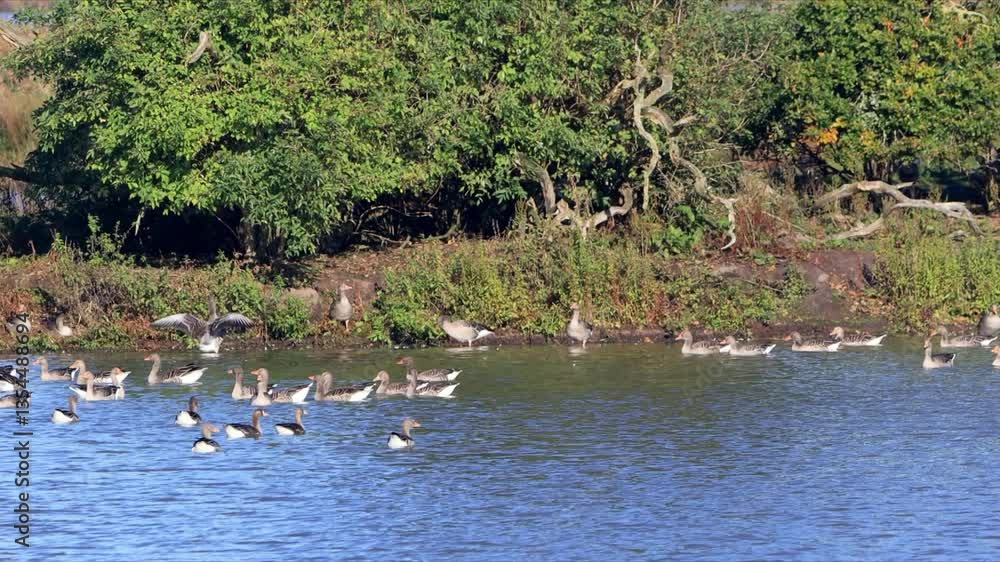 greylag geese swimming in water, nature reserve
