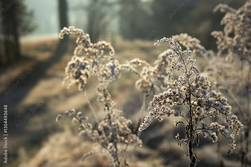 Fototapeta premium Frozen dry flowers in a meadow, landscape, winter.