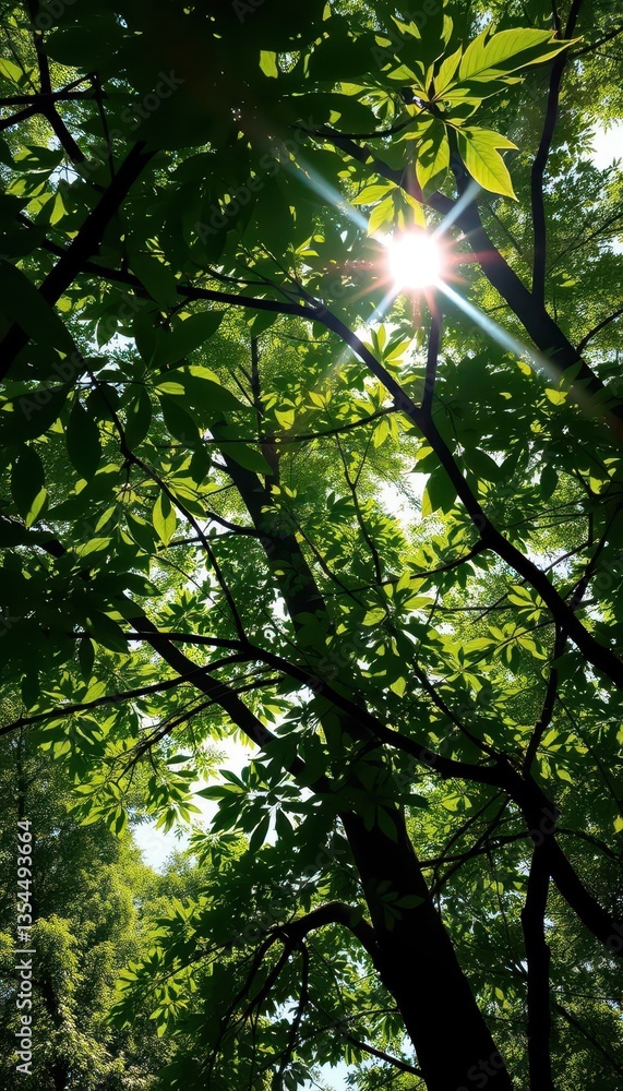 Obraz premium Sunlight dappled through lush green leaves on upward-reaching tree branches, flora, twig