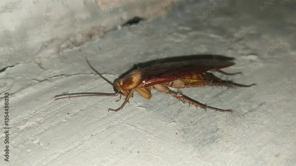 A close-up of a cockroach on a flat surface, showcasing its elongated body and antennae. This image reflects the details of this common urban insect.