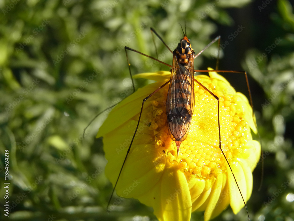 Obraz premium Nephrotoma crocata - dittero