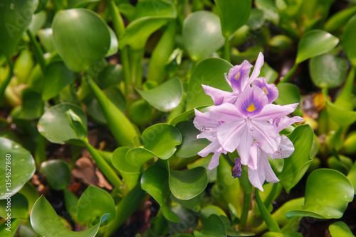 Common water hyacinth  (Pontederia crassipes) blooming flower at plant nursery in Inhotim, Minas Gerais, Brazil.
