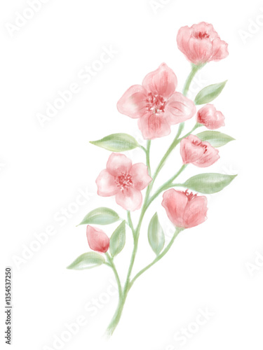 pink rose isolated on white