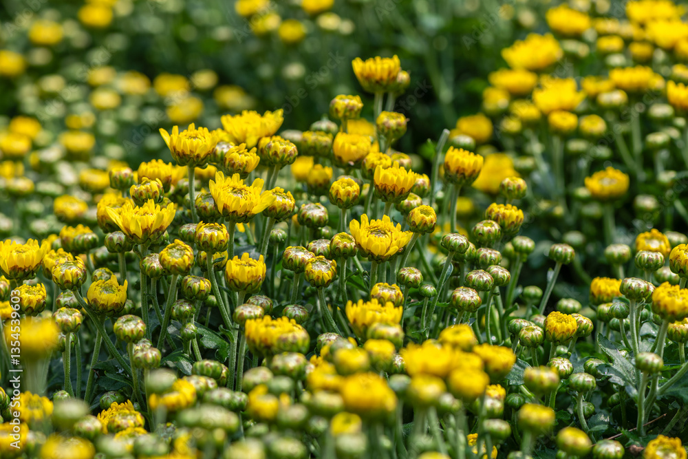 Obraz premium Fresh bright chrysanthemums. Japanese, Flowering yellow chrysanthemums