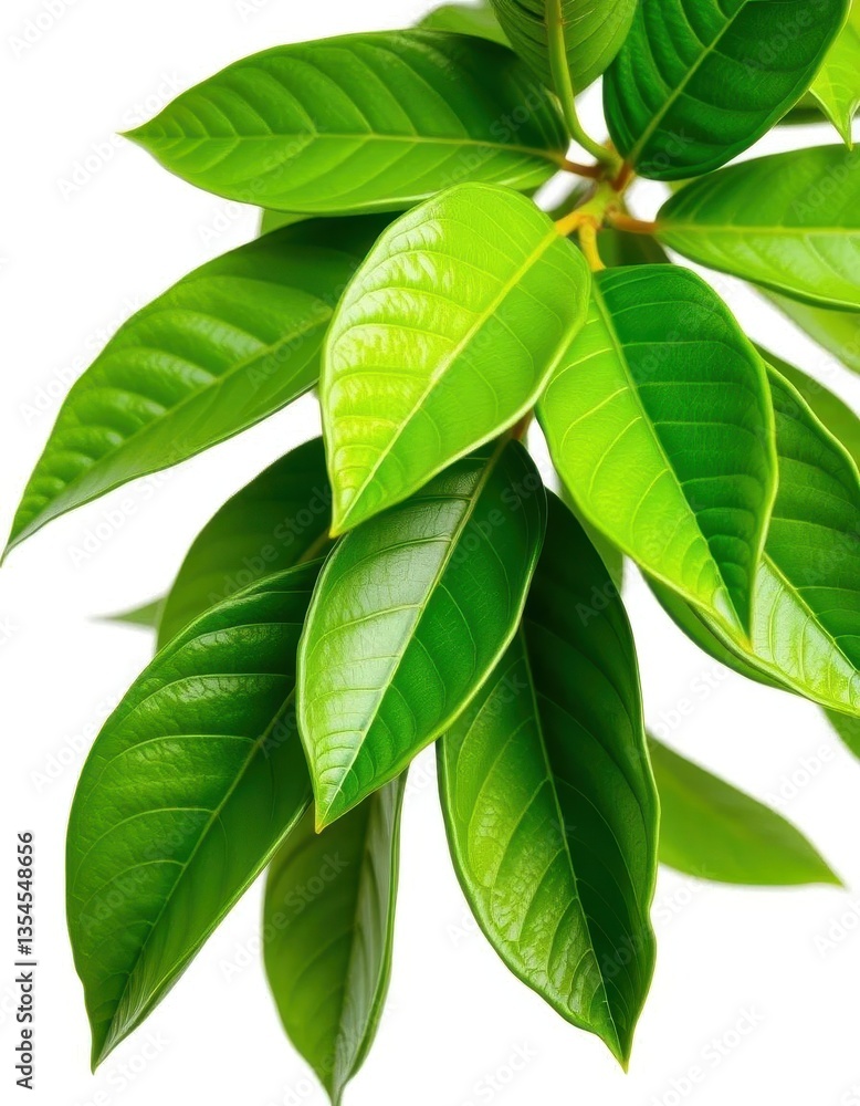 Obraz premium Vibrant green citrus leaves, glossy texture, isolated on pure white background, refreshing, lemon leaves, background