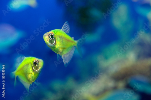 Aquarium  fish-ternetzi swim. Two fish are green. The Latin name Gymnocorymbus ternetzi. Close-up, blue background.