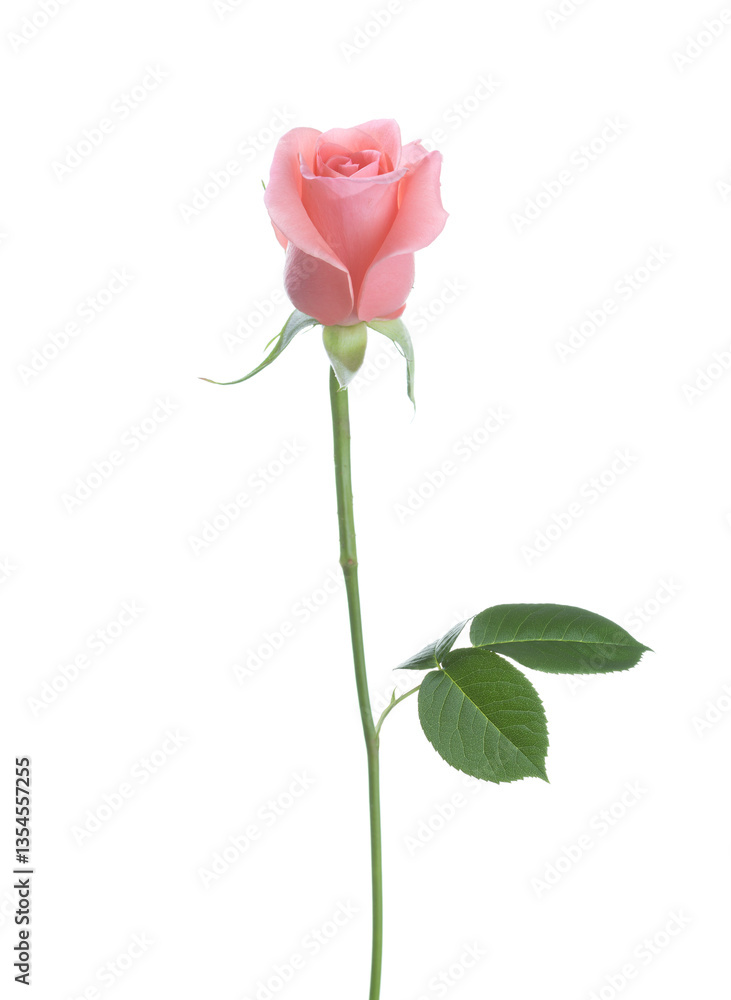 Pale pink Rose isolated on white background.