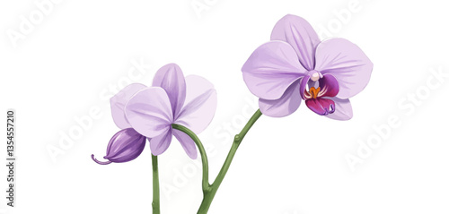 Purple orchid flowers with bud illustration