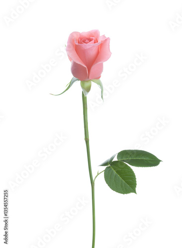 Obraz na płótnie Pale pink Rose isolated on white background. w salonie