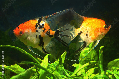 Εκτύπωση καμβά A pair of Pterophyllum scalare, also known as koi angelfish.