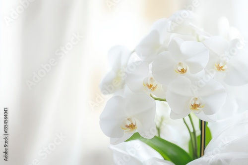 Pure white Phalaenopsis orchids in a soft, blurred background  
