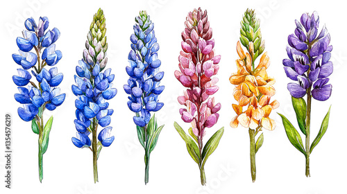 Vibrant Watercolor Lupines: A Stunning Floral Art Print