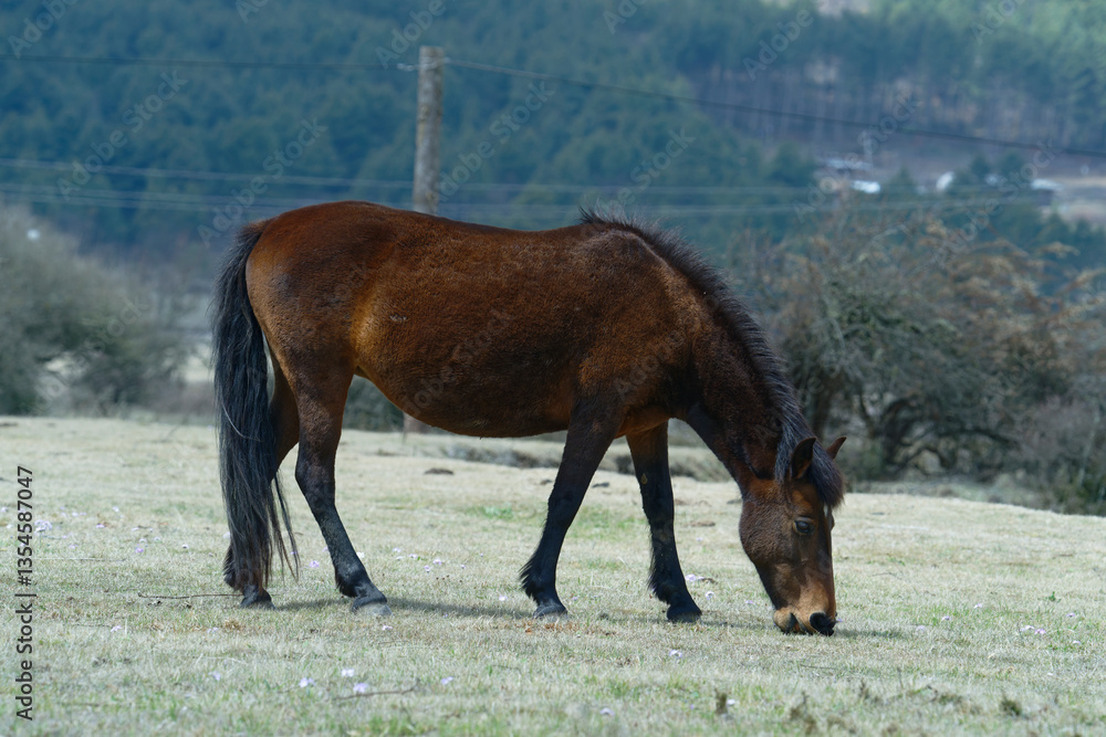 horses in the field horses in the field