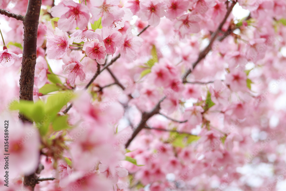 駿府城公園に咲く早咲きの桜 駿府城公園に咲く早咲きの桜