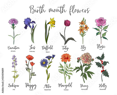 Set of Birth month flowers colored outline vector drawing. Carnation, iris, daffodil, tulip, lily, rose, poppy, aster, larkspur, peony, holly, marigold isolated illustration for tattoo, logo, wall art
