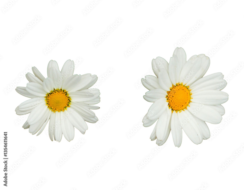 Obraz premium daisies isolated on white background