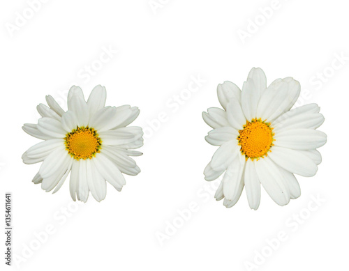 daisies isolated on white background