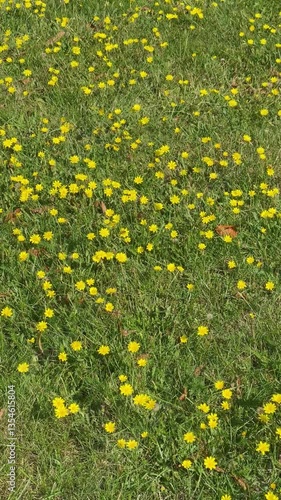Golden Wildflowers in Motion. A serene scene of golden wildflowers gently swaying in the breeze across a lush green meadow.