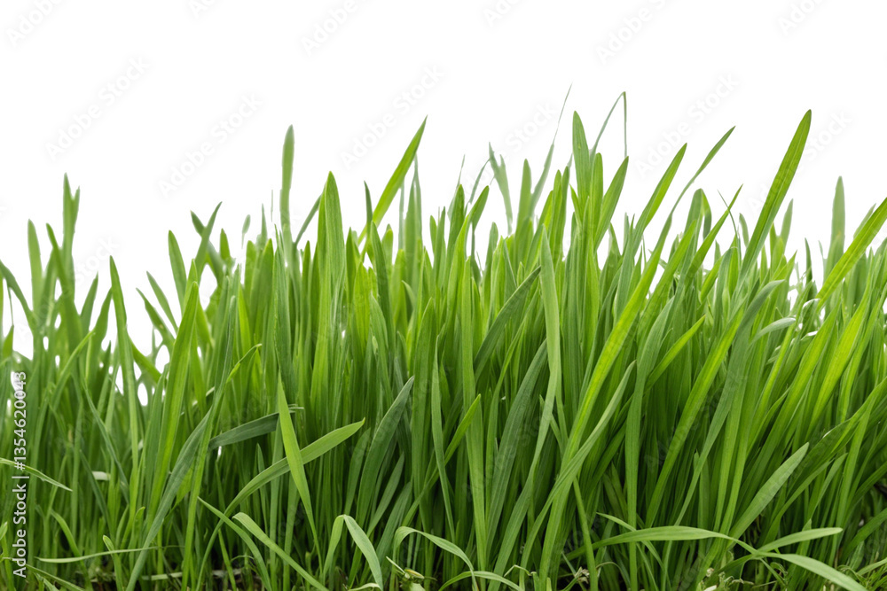 Obraz premium Grass clipping image. For compositing.