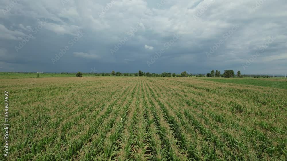 A drone view of a farm outside the city, Bird's eye view of fields in rural areas A drone view of a farm outside the city, Bird's eye view of fields in rural areas