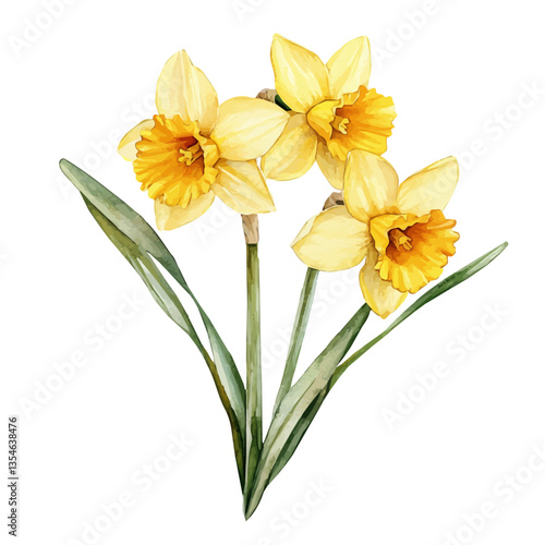Daffodil Branch, watercolor vector, isolated on a white background.