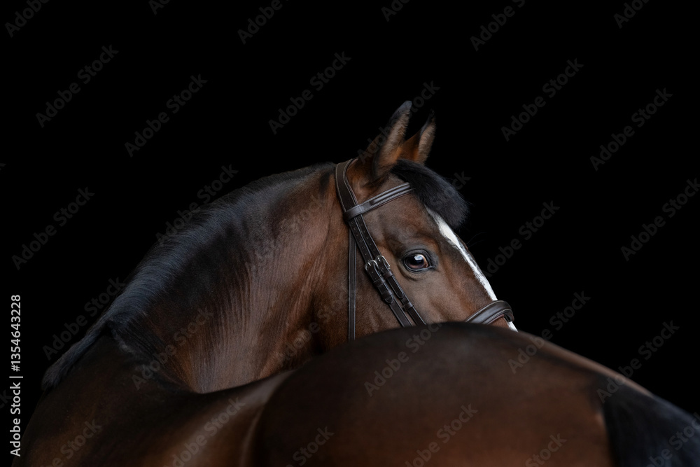 Fototapeta premium Brown horse portrait in black background