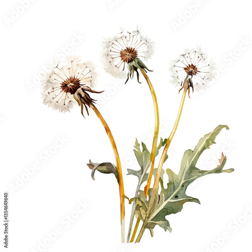 Dandelion Branch, watercolor vector, isolated on a white background.