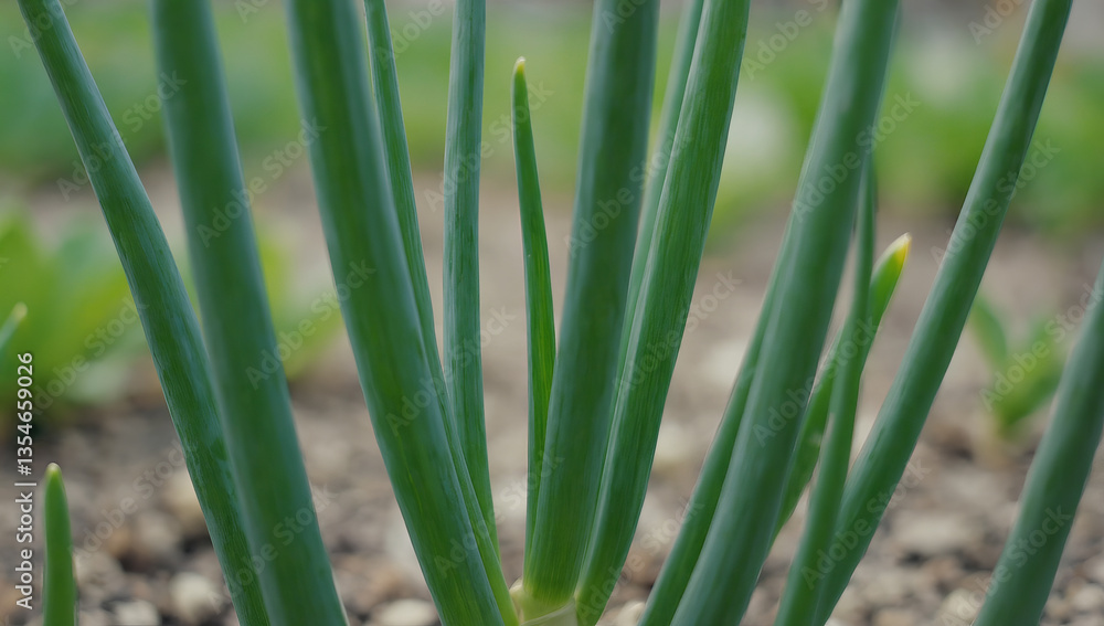 Fototapeta premium green onions grow in the garden in close-up. land, field