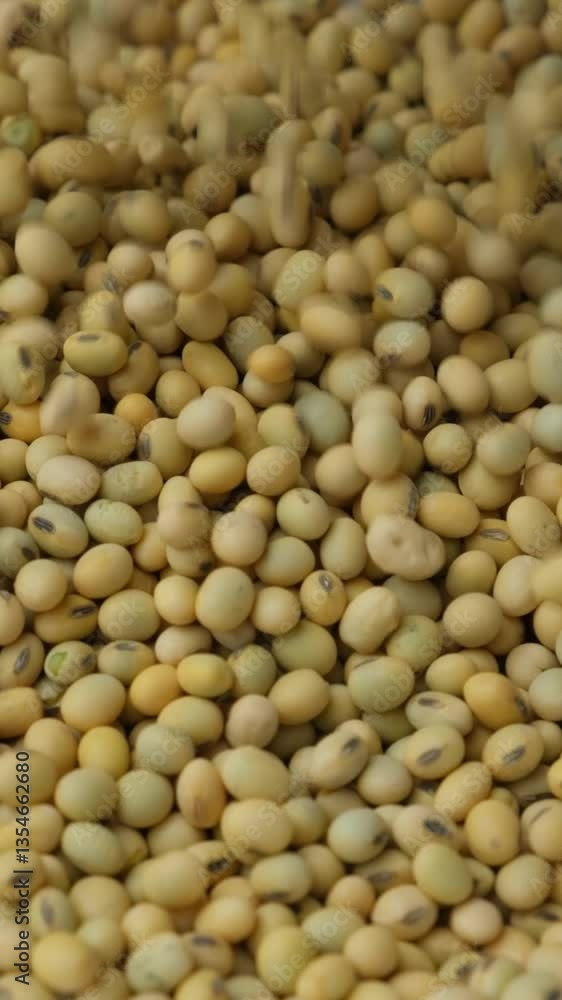 Uncooked Soybean Seeds Pour. Healthy and Nutritious Legumes. Vertical Slow Motion Uncooked Soybean Seeds Pour. Healthy and Nutritious Legumes. Vertical Slow Motion