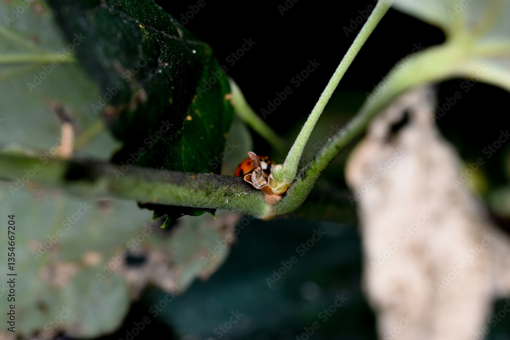 spider on a leaf spider on a leaf