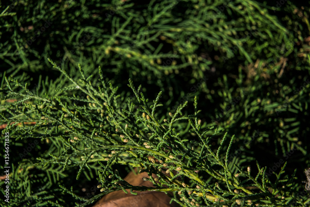 moss on the ground moss on the ground