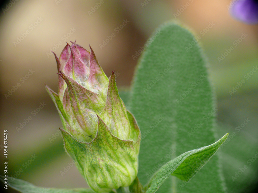 Natura Natura