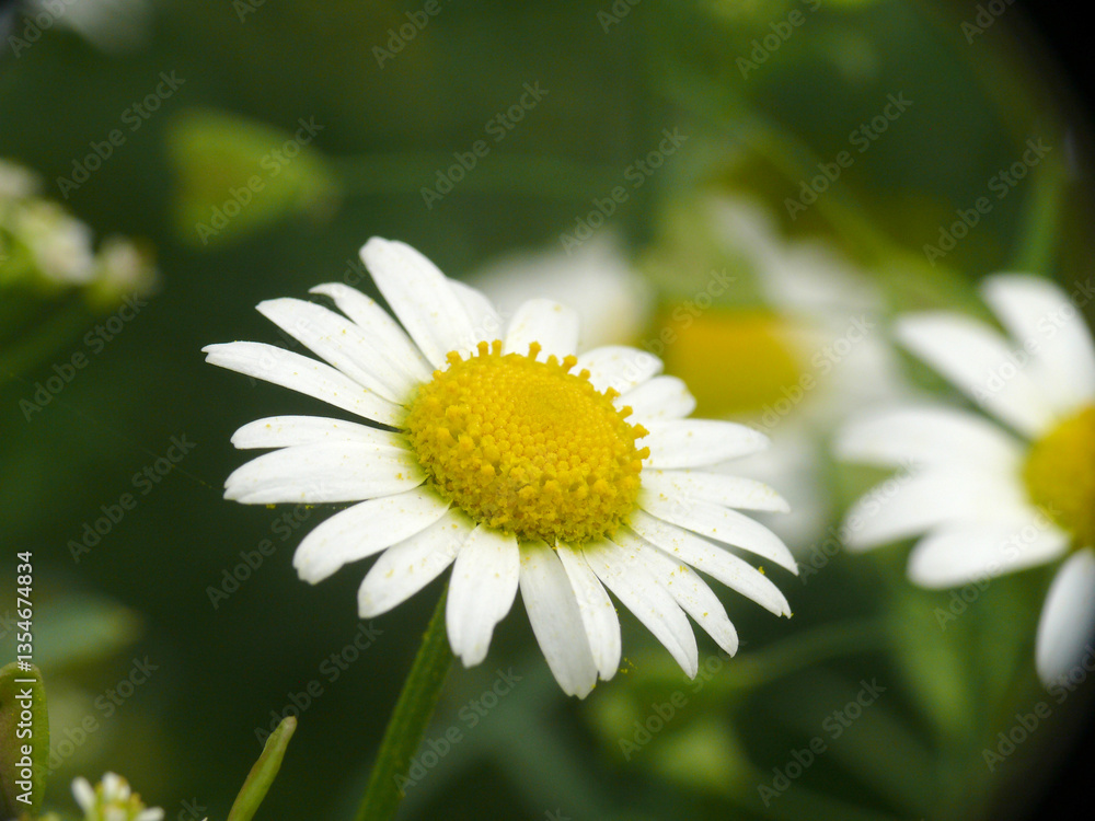 Natura Natura