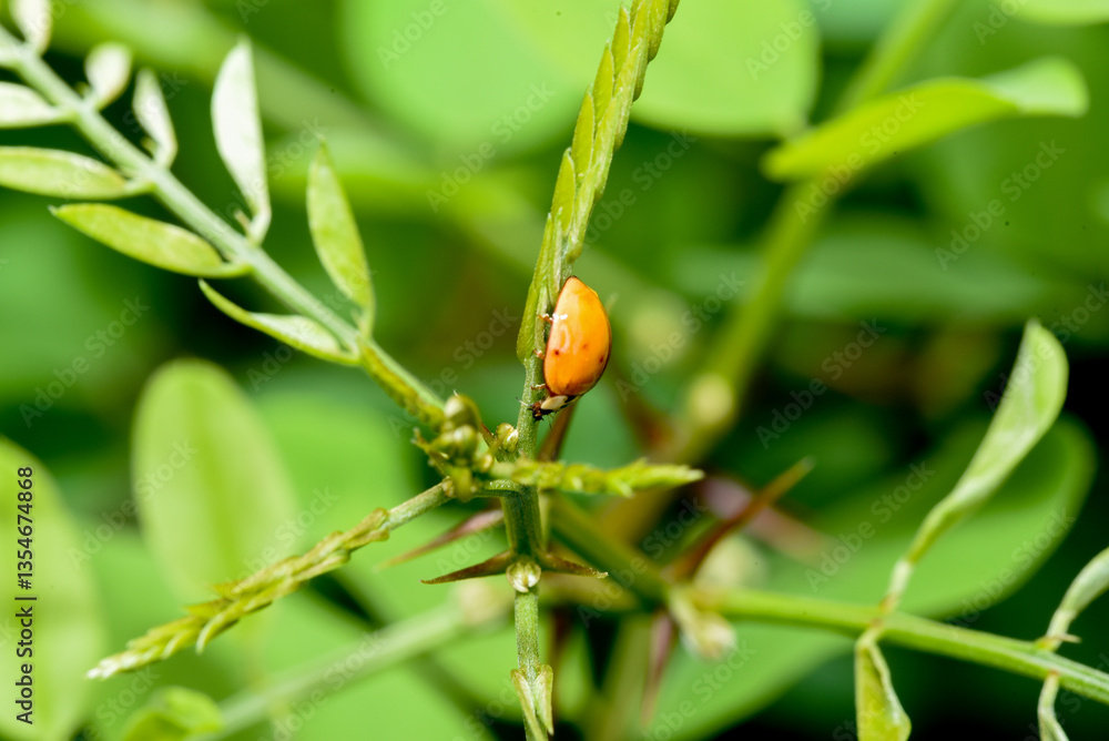 ladybug on a leaf ladybug on a leaf