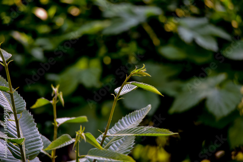 green leaves in the garden