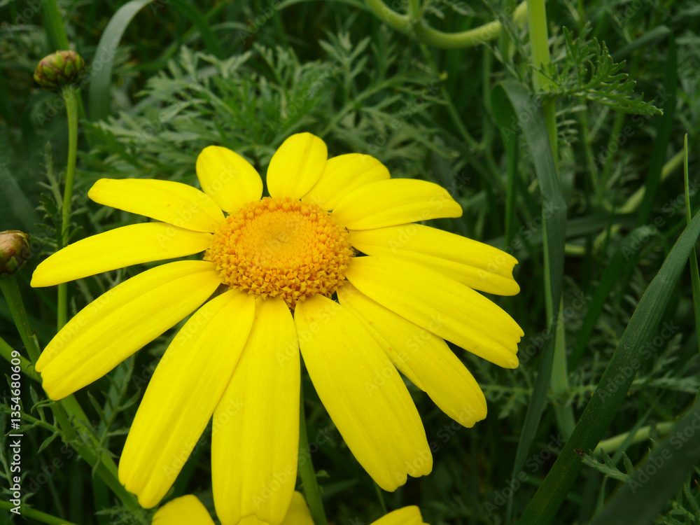 Natura Natura