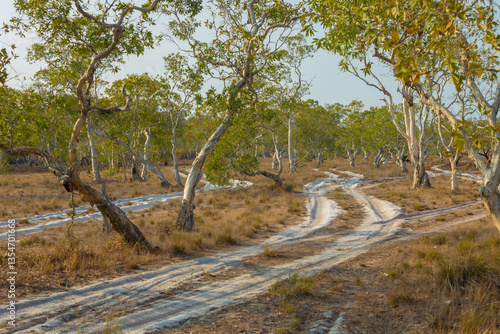 Quadro su tela Koh Phra Thong Savannah, you can take a car to visit the large savanna grassland