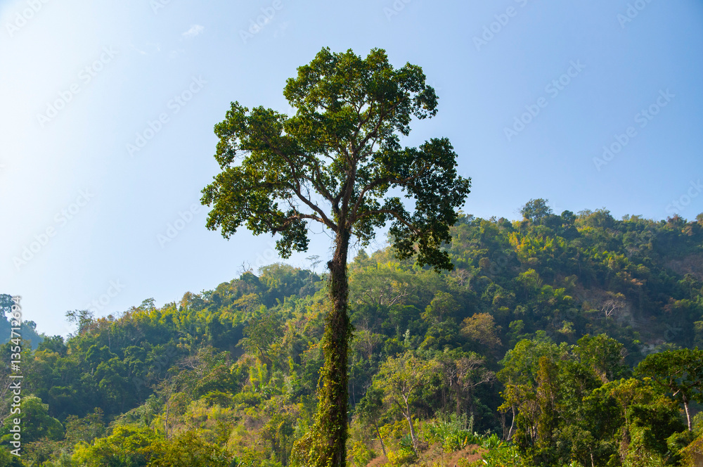 Fototapeta premium A Tree on hill at Remakri, Thanchi, Banda