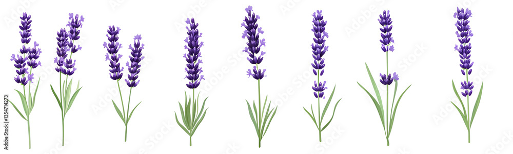 Naklejka premium Set of lavender flowers on a transparent background