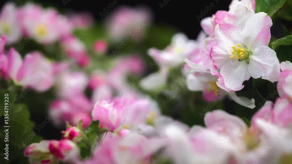 Time lapse of beautiful pink and white cherry blossoms blooming against black background. Spring flowers on branches with shallow focus.
Time lapse of beautiful pink and white cherry blossoms blooming against black background. Spring flowers on branches with shallow focus.