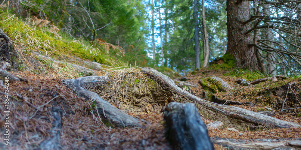 Panorama eines Waldwanderweges mit Wurzelwerk im Frühjahr